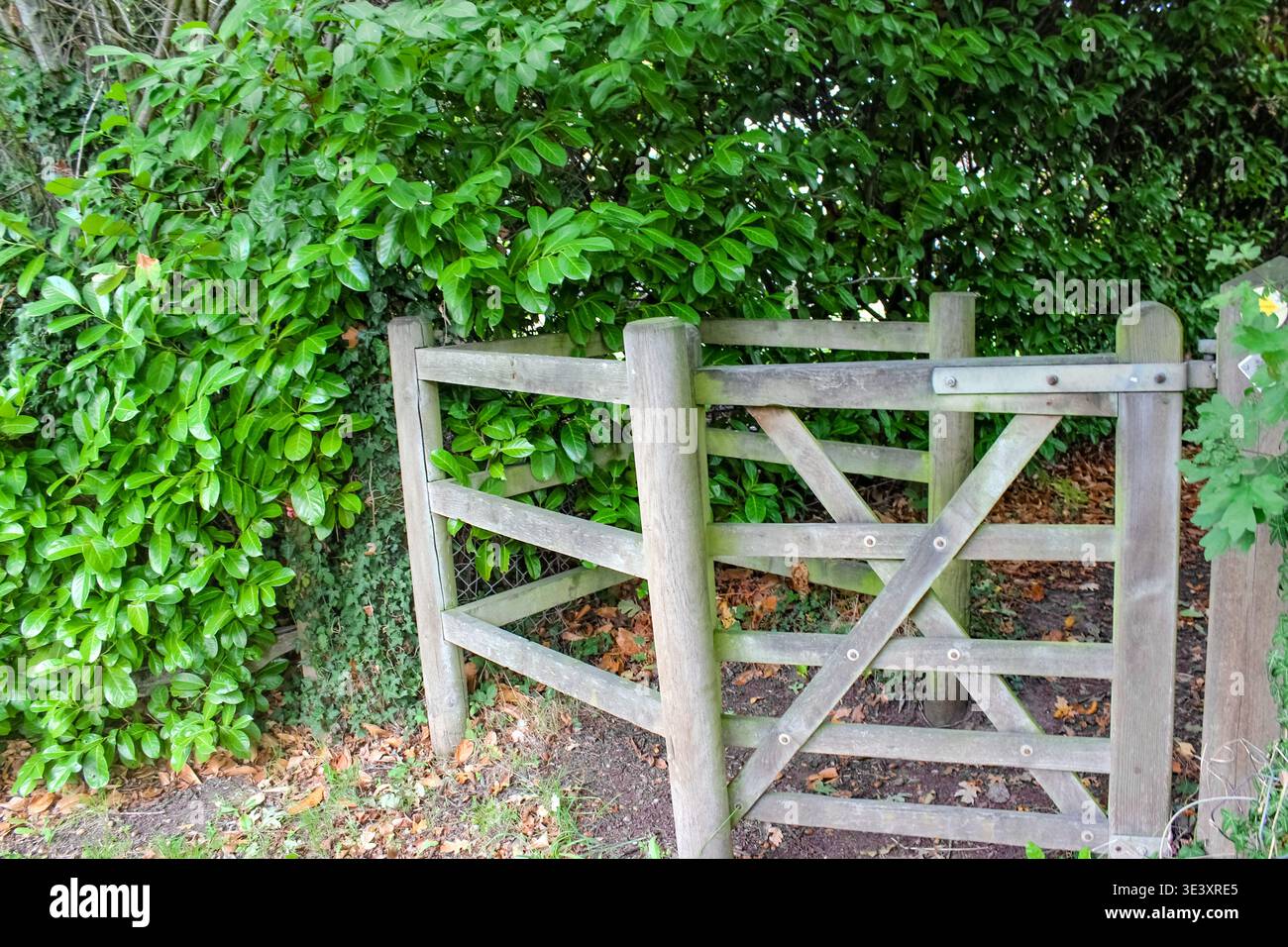 Ein rustikales hölzernes Kissing Gate steht entlang einer grünen Hecke und markiert den Eingang zu einem malerischen öffentlichen Fußweg durch einen traditionellen englischen Feldzaun. Stockfoto