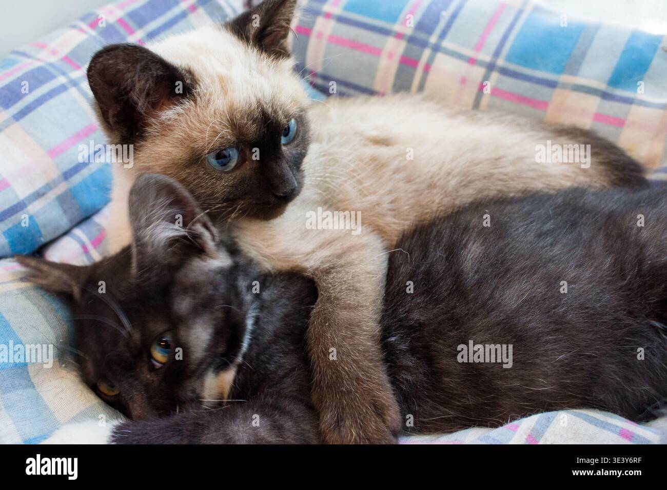 Kostbare Siam-Mischung und dunkle Tabby-Kätzchen, die sich eng kuscheln. Ihre hellen Augen und ihre gemütliche Umarmung strahlen pure, herzerwärmende Zuneigung aus Stockfoto