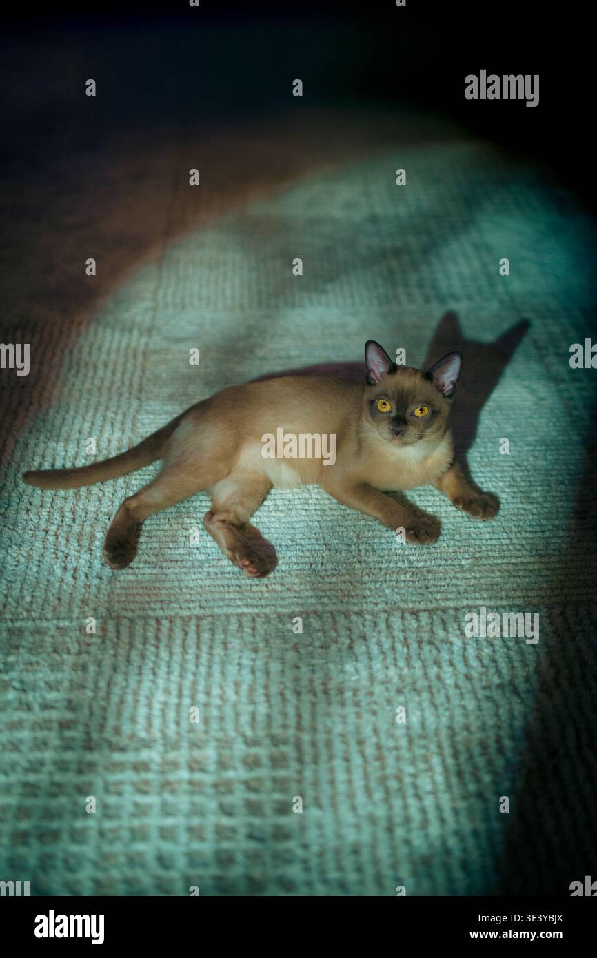 Eine champagnerfarbene burmesische Katze liegt bequem auf einem weichen grauen Textilteppich und blickt in einem hellen, gemütlichen Zimmer direkt auf die Kamera. Stockfoto
