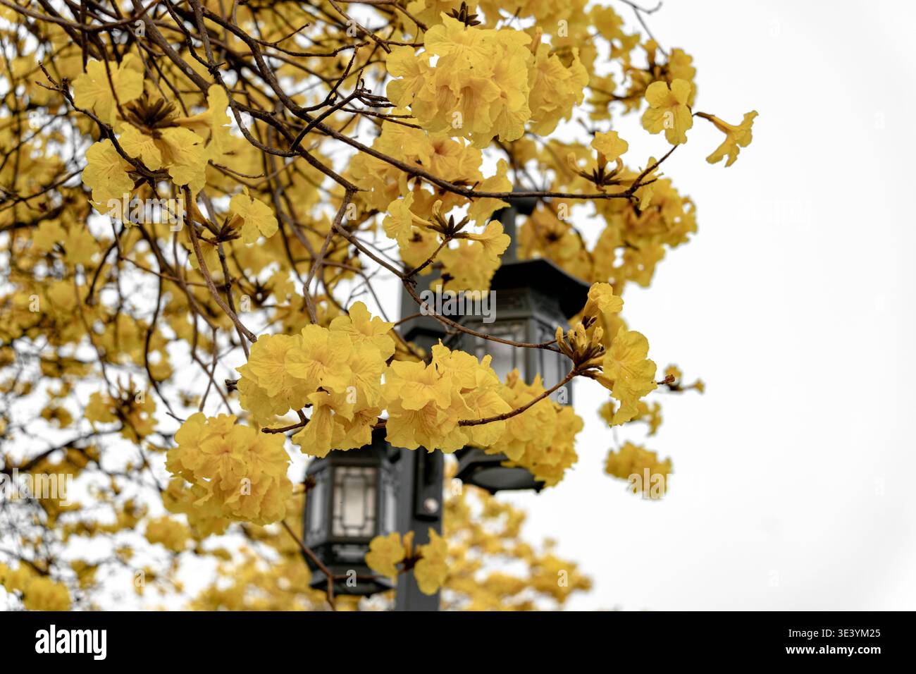 Leuchtend gelbe Blüten, die eine traditionelle Eiserne Straßenlaterne umrahmen Stockfoto