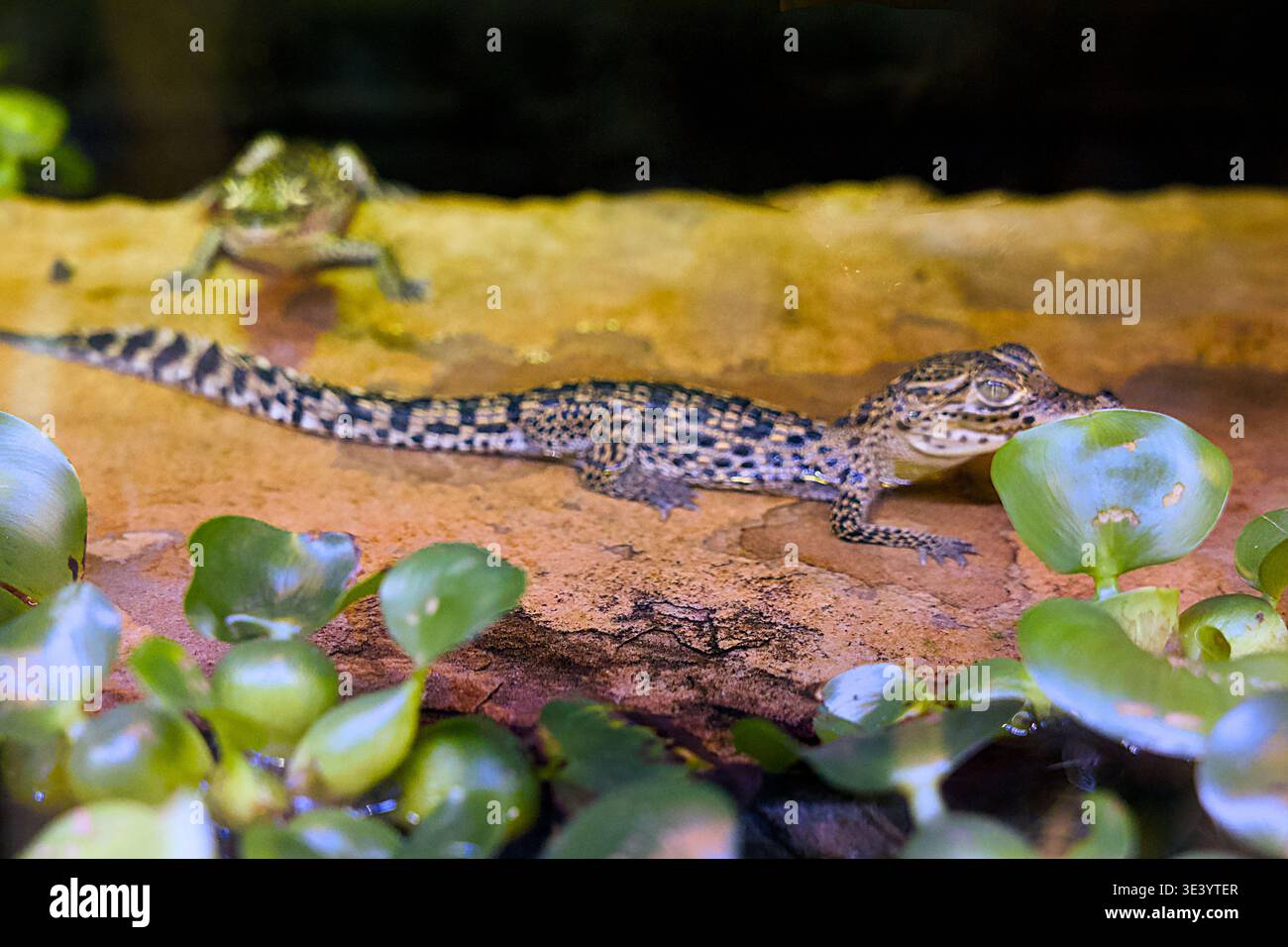 Baby-Alligator auf Fels mit Frosch in tropischem Lebensraum Stockfoto