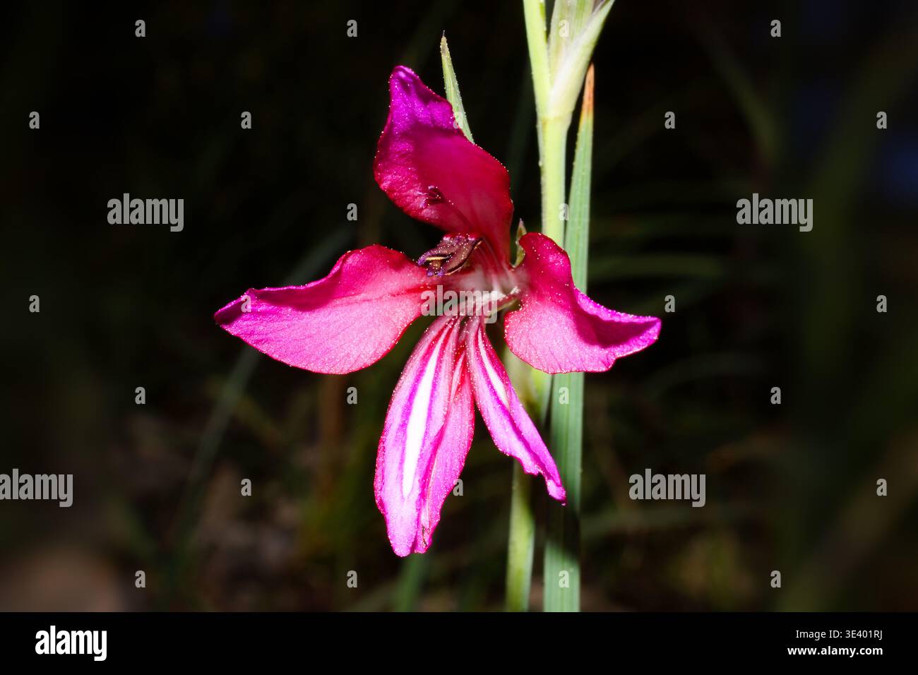 Wilde Gladiolus-Blüte (Gladiolus illyricus) aus nächster Nähe auf Mallorca, Spanien Stockfoto