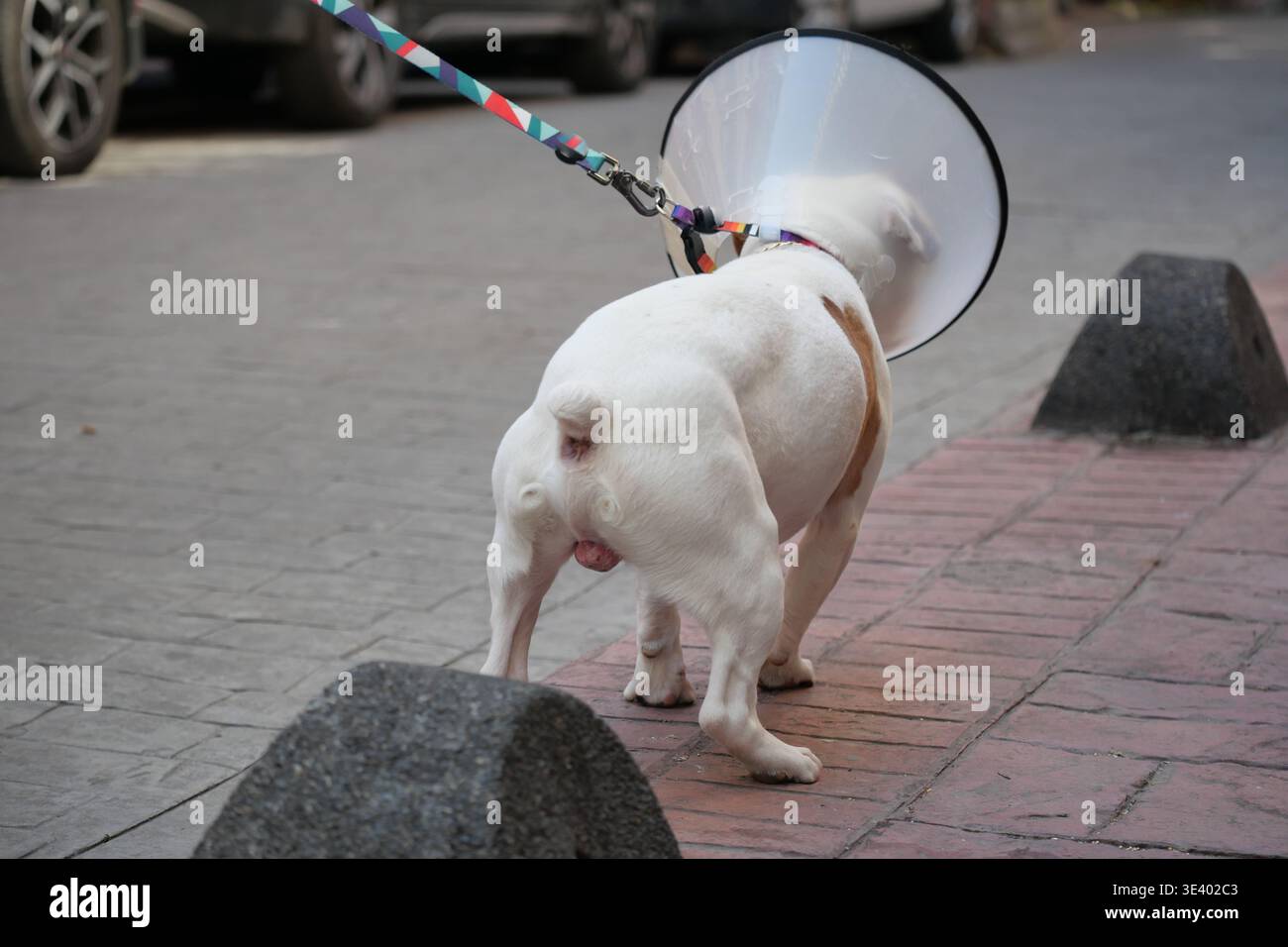 Hund mit Kegel läuft tagsüber auf einer Straße Stockfoto