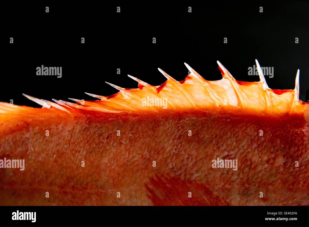Stilvolles Makro der Rückenflosse des roten Fischs mit scharfen Stacheln auf dunklem Hintergrund. Dramatische Meeresfrüchte für Gourmetküche, Restaurantmenü und erstklassige Speisen Stockfoto