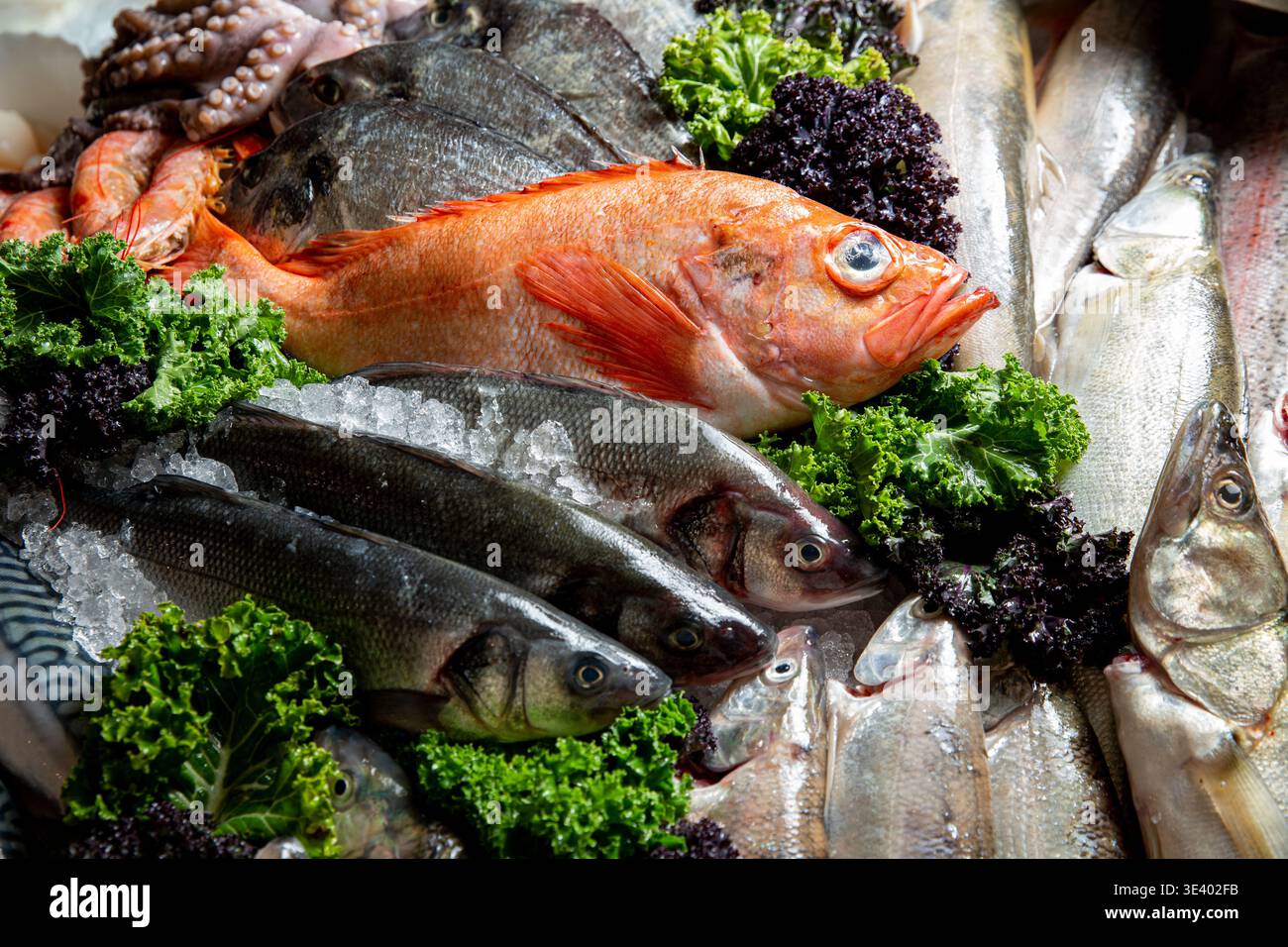 Frische Meeresfrüchte auf Eis mit Rotbarsch, Tintenfisch und Brasse. Erstklassiges Fischmarkt-Sortiment für Gourmetküche und mediterrane Ernährung. Stockfoto