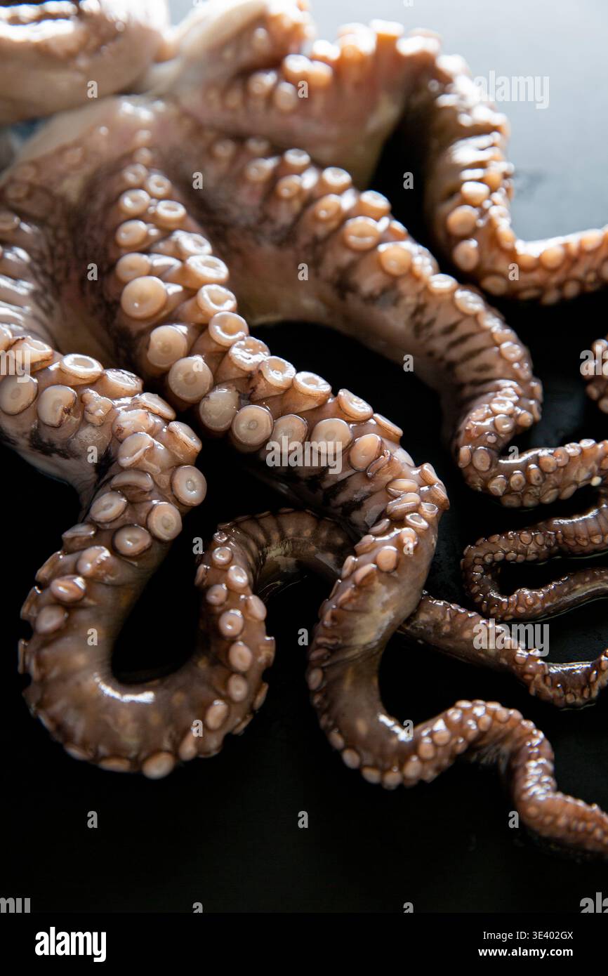 Stilvolle Nahaufnahme von rohen Kraken-Tentakeln mit Saugern auf dunklem Hintergrund. Erstklassige mediterrane Meeresfrüchte-Zutat mit stimmungsvoller Gourmet-Ästhetik. Stockfoto
