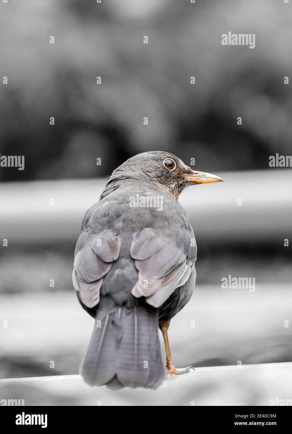 Blackbird schaut nach oben. Vogel in seinem natürlichen Lebensraum. Stockfoto