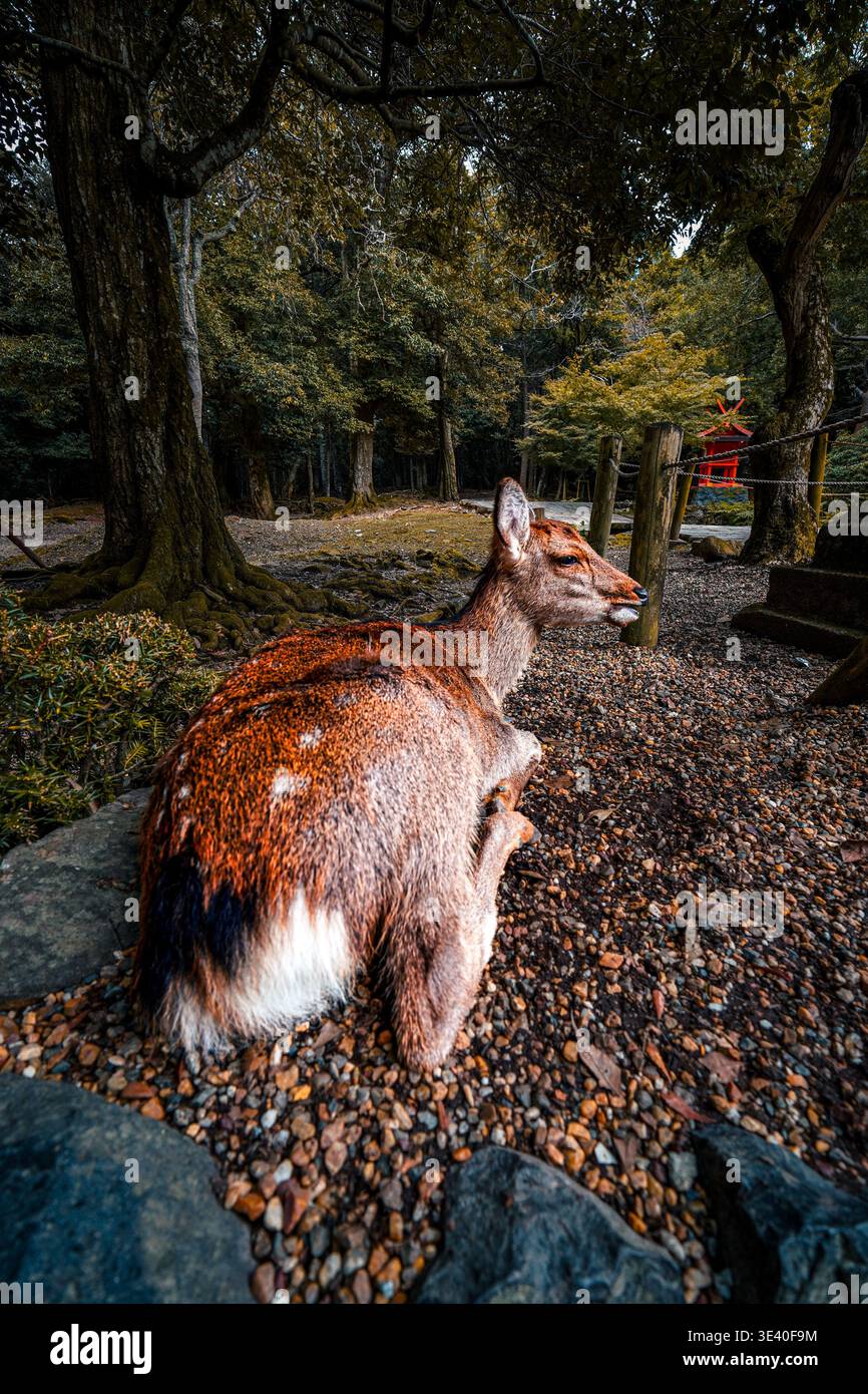 Vertikaler Weitwinkel des Sika-Hirsches im Herbst Nara Park in der Nähe des Kasuga Taisha Schreins Stockfoto