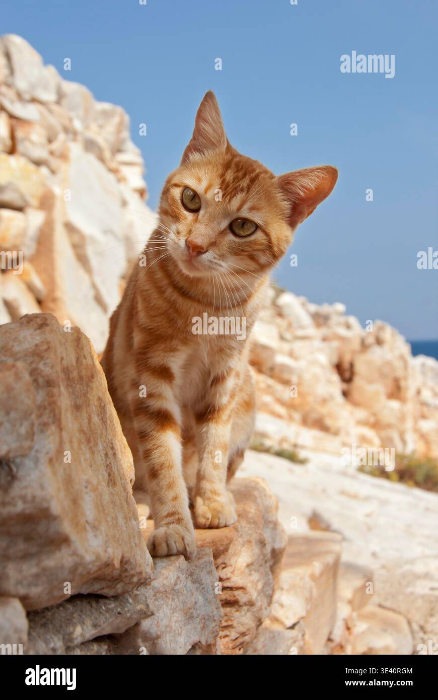 Hauskatze, rotgestromt, sitzt auf eine Felsmauer, Kykladen / Katze, roter Klassiker Tabby, sitzend auf einer felsigen Mauer, Kykladen, Griechenland Stockfoto