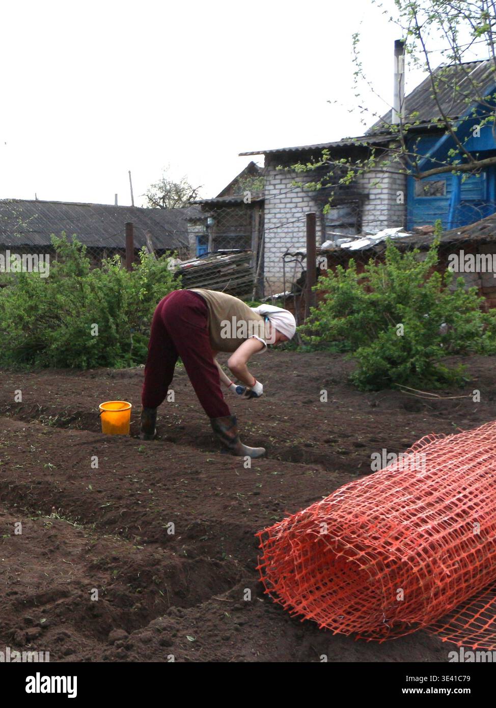 Frau pflanzt Samen in einem Garten Stockfoto