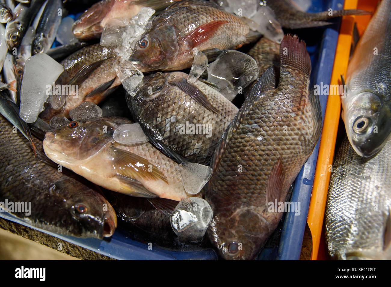 Tilapia-Fisch am Marktstand Stockfoto