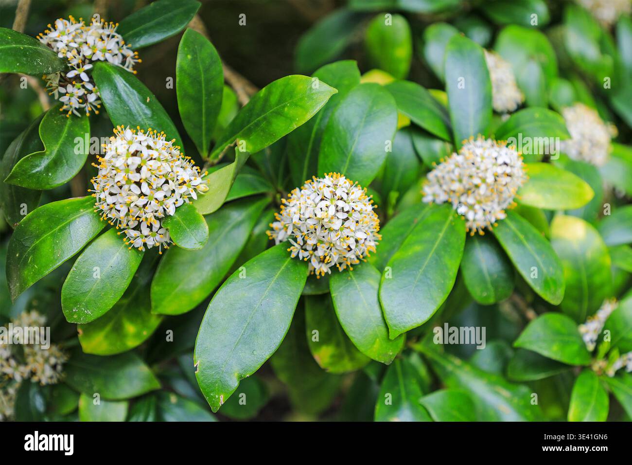 Skimmia japonica, die japanische Skimmia, mit immergrünen Blättern und duftenden Blumen in Trewithen Gardens, Truro, Cornwall, England, Großbritannien Stockfoto