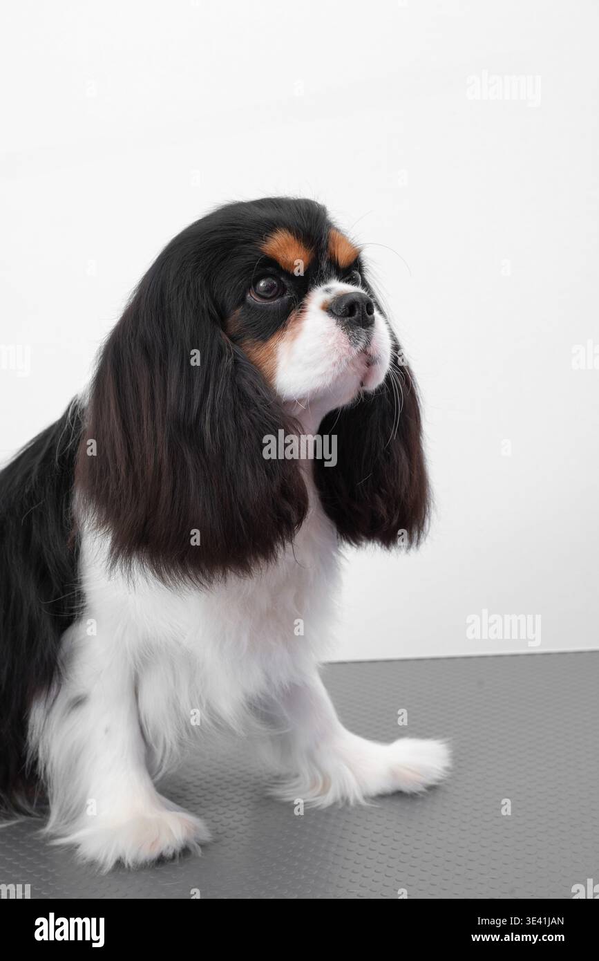 Porträt Kavalier King Charles Spaniel Welpe auf weißem Hintergrund. Stockfoto