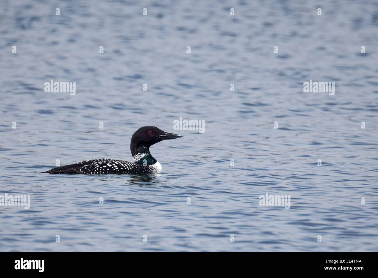 Ein einsamer, gemeiner Seeufer gleitet über einen ruhigen See, dessen markantes kariertes Muster vor der blauen Weite sichtbar ist Stockfoto