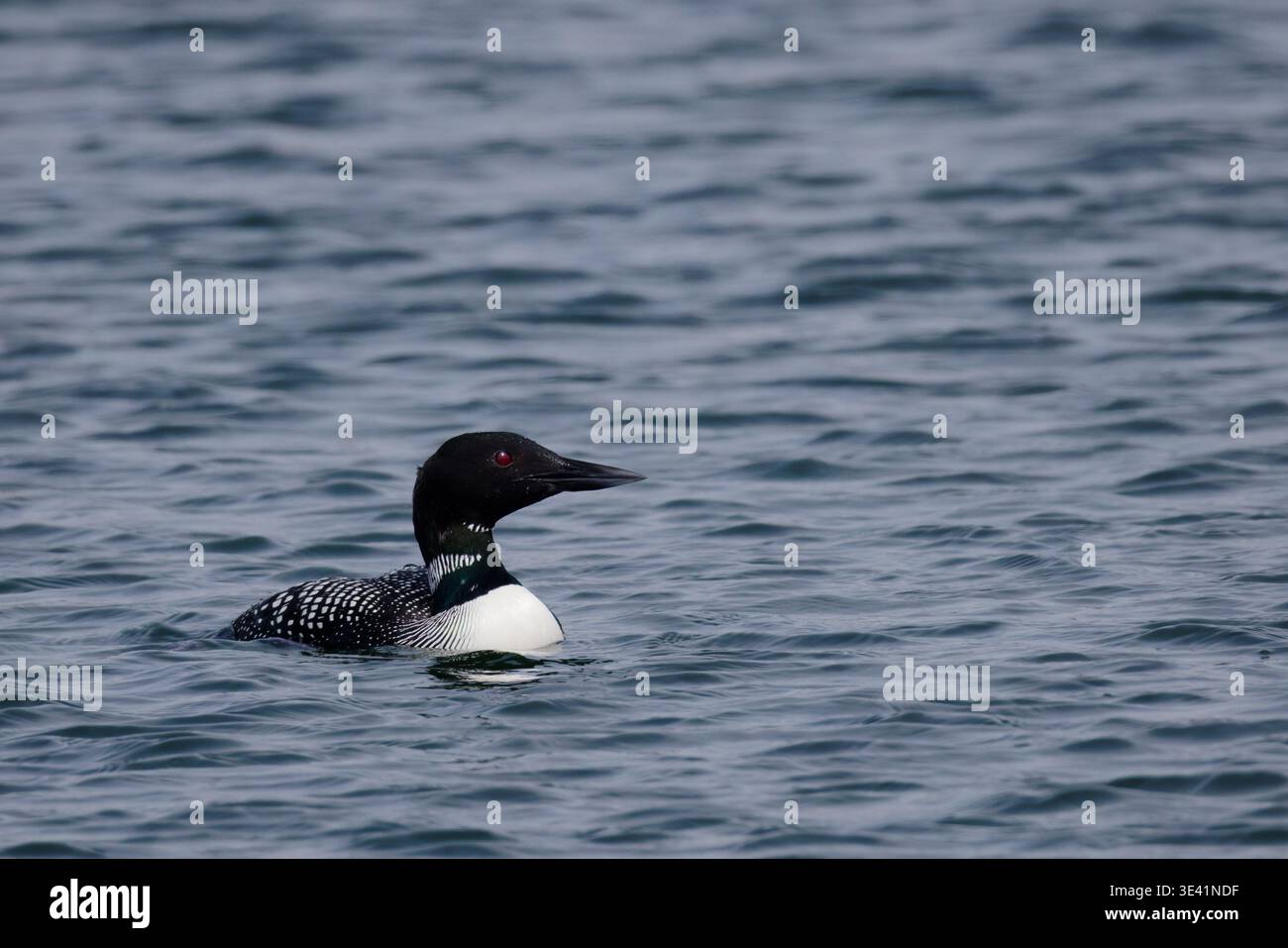 Der Loon mit auffälligem schwarz-weißem Gefieder schwimmt anmutig auf plätscherndem Wasser Stockfoto