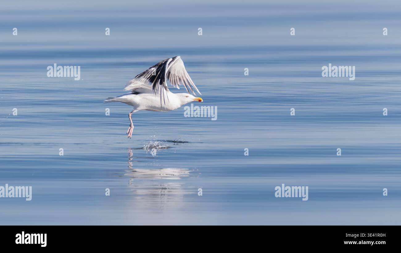 Möwen fliegen an einem sonnigen Tag mit Reflexion auf ruhigem blauem Wasser ab Stockfoto