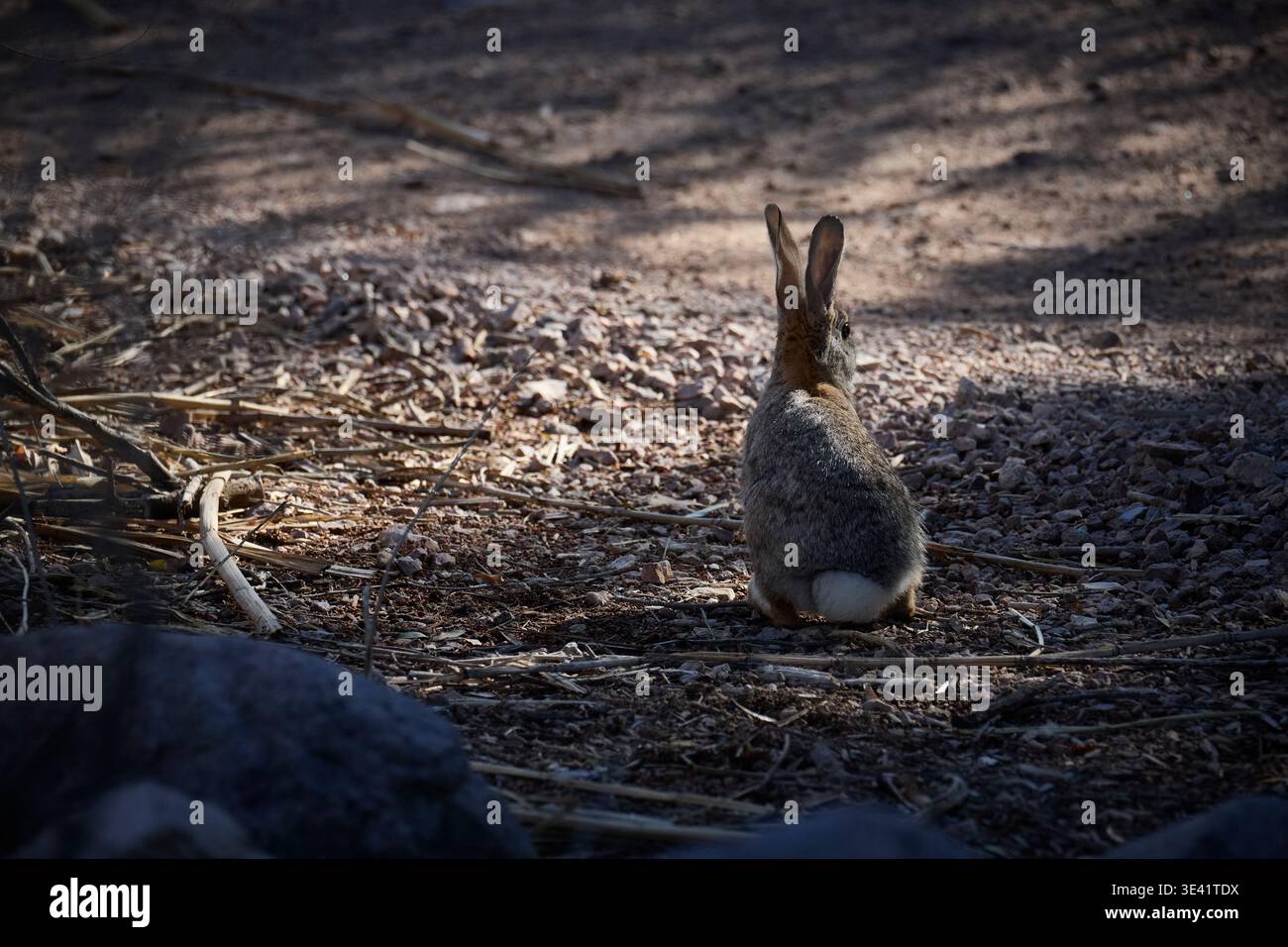 Wild Rabbit on Desert Ground in sanftem Licht mit natürlichem Lebensraum im Wetlands Park Stockfoto
