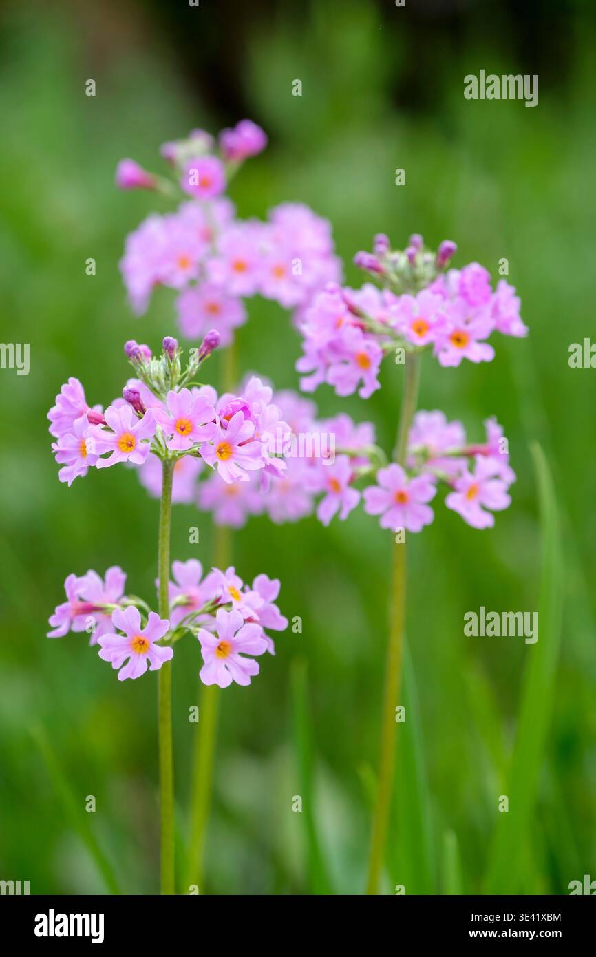 Primula Harlow Carr Hybriden, Kandelaber Primula Harlow Carr Hybriden, Wirbel von rosa, pfirsichfarbenen, orangen, gelben oder violetten Blüten Stockfoto