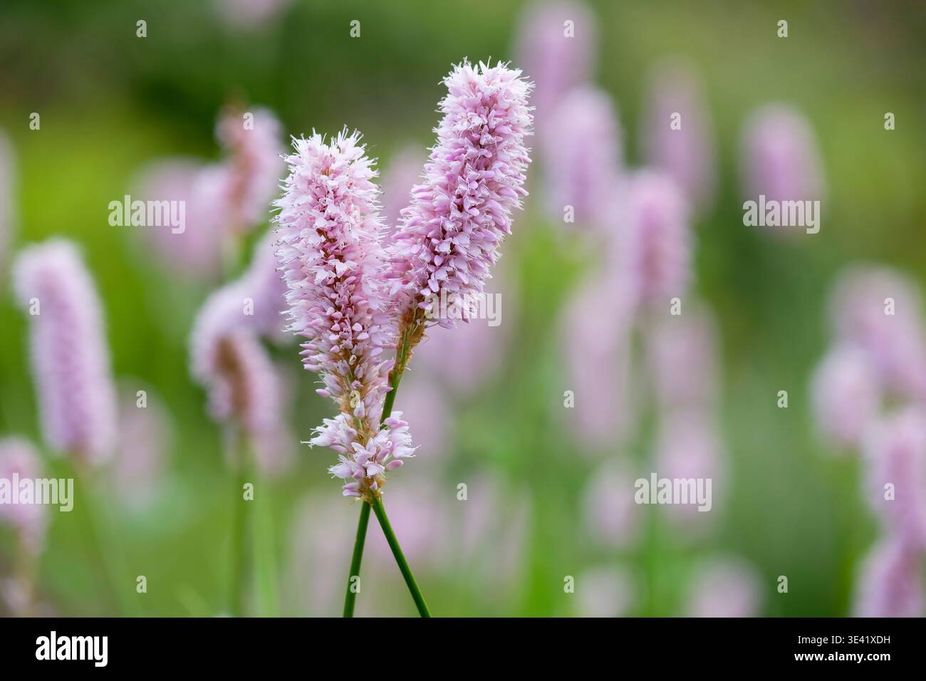 Bistorta officinalis, Bistort, gemeinsame Bistort, Europäische Bistort, Wiesenbistort, zylindrische Stacheln von kleinen blassrosa oder weißen Blüten Stockfoto