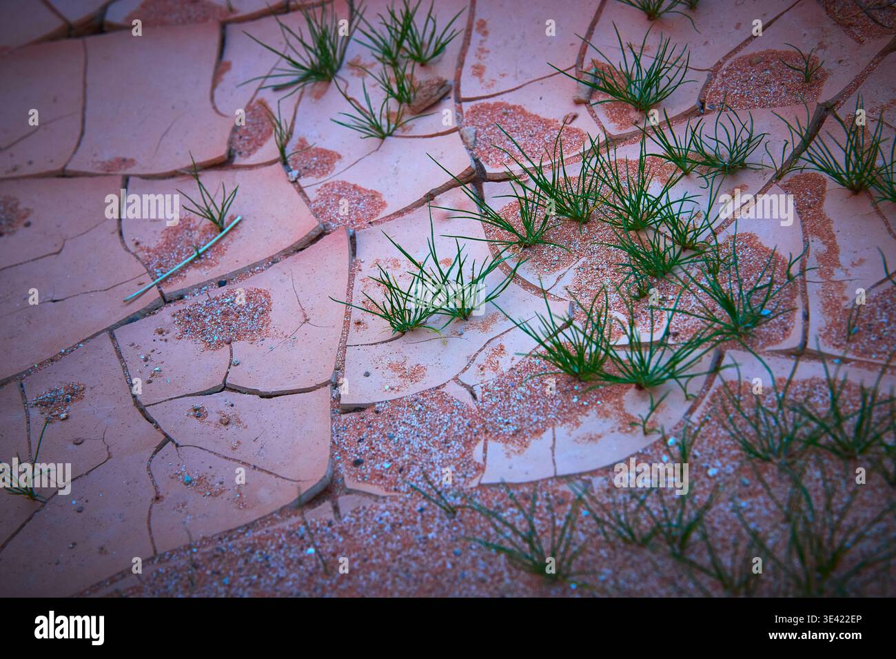 Zerrissene Wüstenerde Mit Grüner Gras- Und Sandstruktur Aus Nächster Nähe Stockfoto