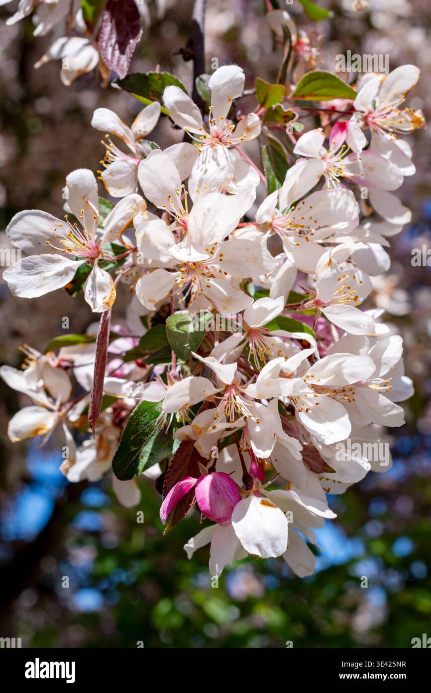 Vertikale Aufnahme weißer Sargent-Krabbenblüten mit einer einzelnen rosa Knospe, mit leuchtend grünen Blättern und einem klaren blauen Himmel in Waukesha, Wisconsin. Stockfoto