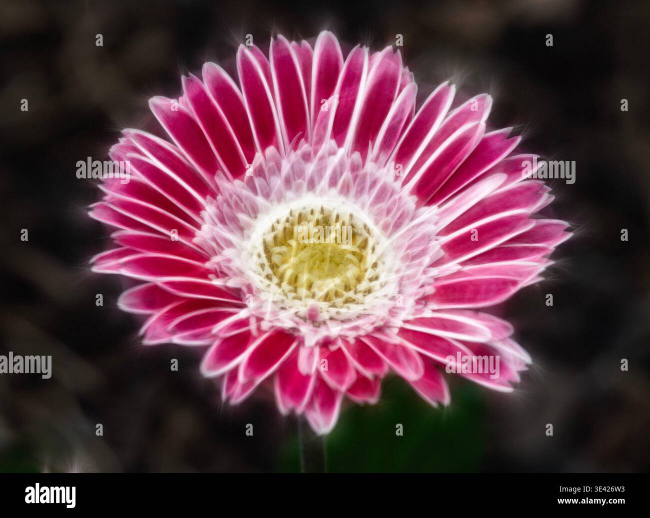 Rosa Gelb und Weiße Gerbera Gänseblümchen fraktal Stockfoto
