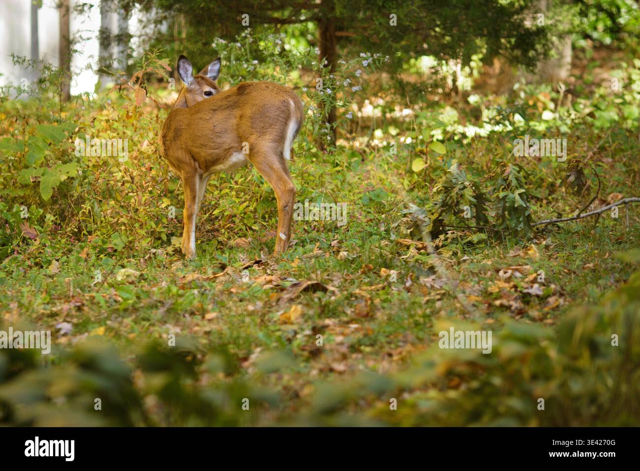 Aufmerksames Weißwedelhirsch blickt zurück in einen Herbstwald mit Herbstlaub und Waldboden Blätter. Nordamerikanische Tierwelt in natürlicher Umgebung. Stockfoto