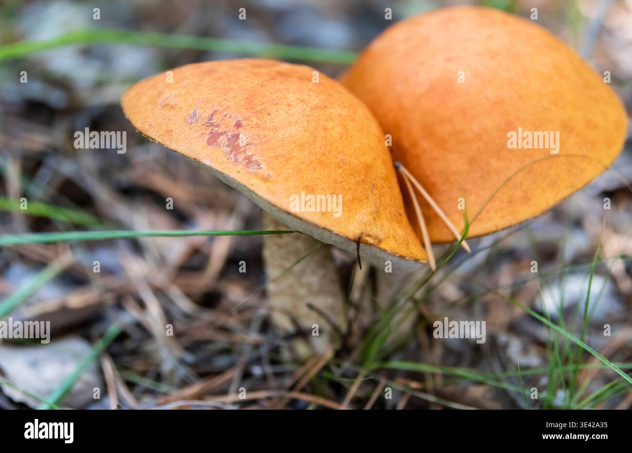 Ein schöner Speisepilz im Gras Stockfoto