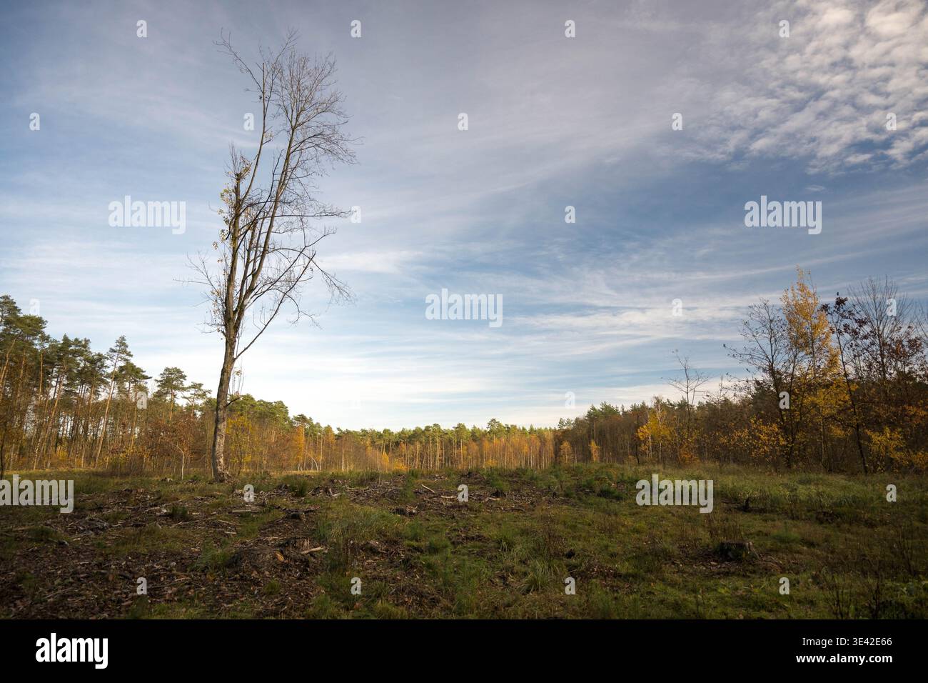 Ein einsamer Baum auf einer Waldlichtung. Stockfoto