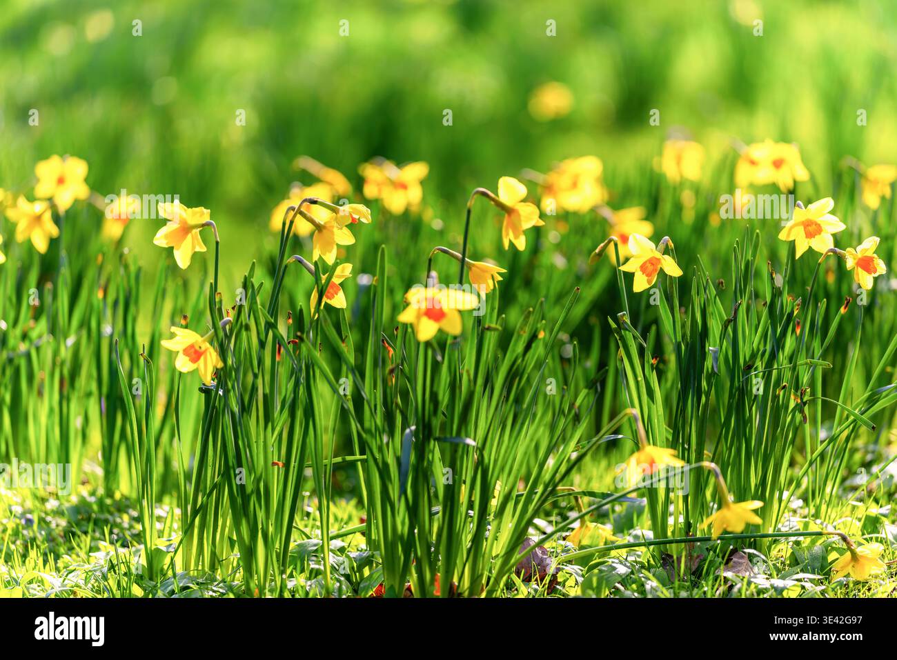 Gelbe Narzissen tanzen bei hellem Sonnenschein am sonnigen Frühlingstag im Park. Dublin, Irland Stockfoto