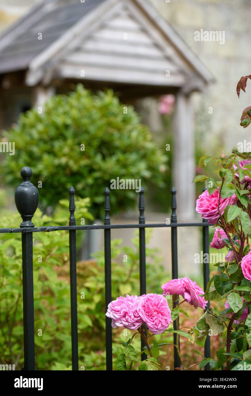 Rose „Gertrude Jekyll“ wächst in einem Hüttengarten. Stockfoto