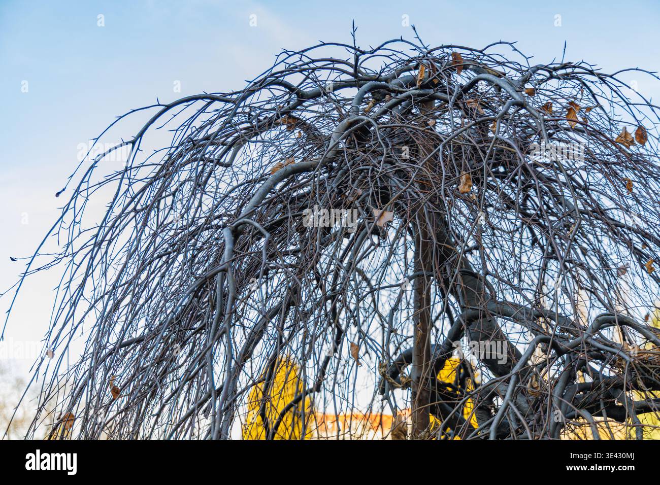 Ruhender weinender lila Buche Fagus Sylvatica purpurea pendula Baum im hellen Wintersonnenlicht auf einem sonnigen Januarmorgen Garten Stockfoto