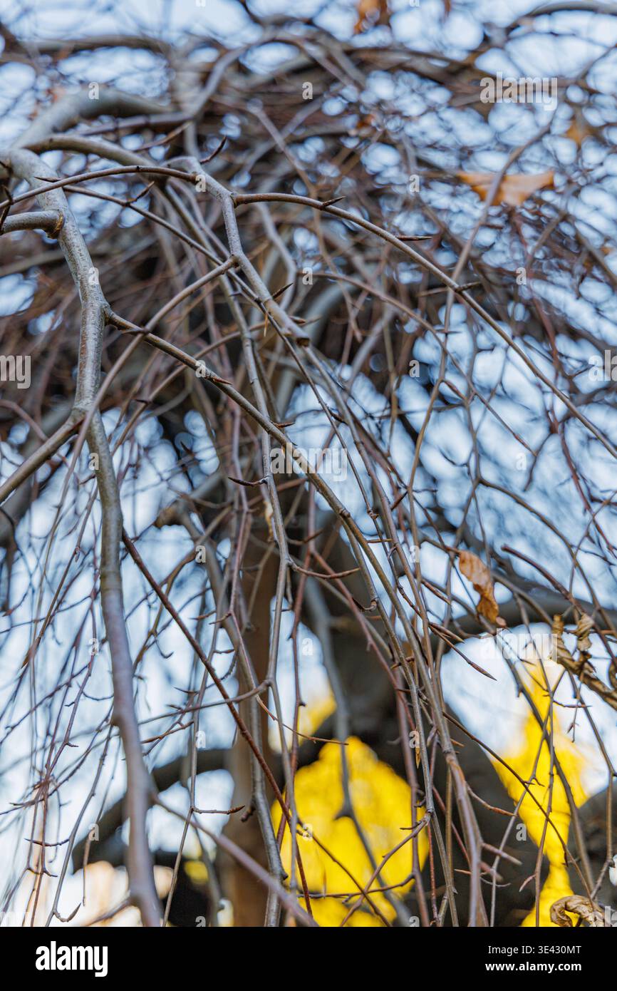Ruhender weinender lila Buche Fagus Sylvatica purpurea pendula Baum im hellen Wintersonnenlicht auf einem sonnigen Januarmorgen Garten Stockfoto