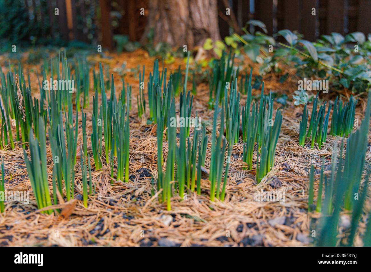 Aufstrebende grüne Triebe von Narzisse Süße Jonquilla Narzissen in hellem Morgensonnenlicht an einem sonnigen Wintertag in einer Jänner Gartenlandschaft Natur Stockfoto