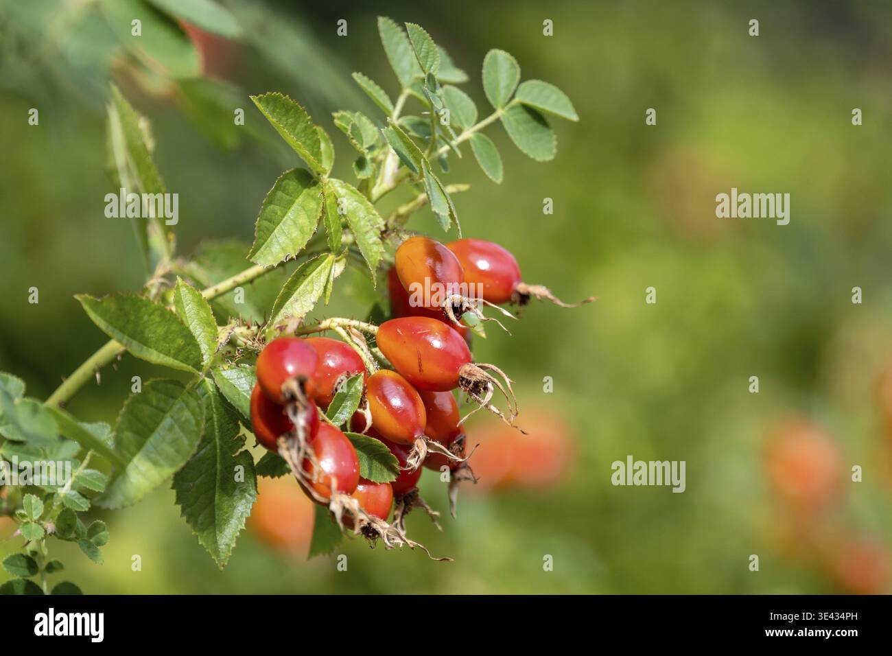 Hagebutte der Hunderose (Rosa canina) Stockfoto