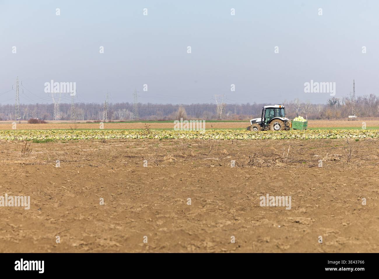Vinkovci, Kroatien - 27. Februar 2026: Ein weißer Traktor lädt Kisten mit geerntetem Kohl auf einem breiten ländlichen Feld, zeigt Herbsternte, landwirtschaftliche W Stockfoto