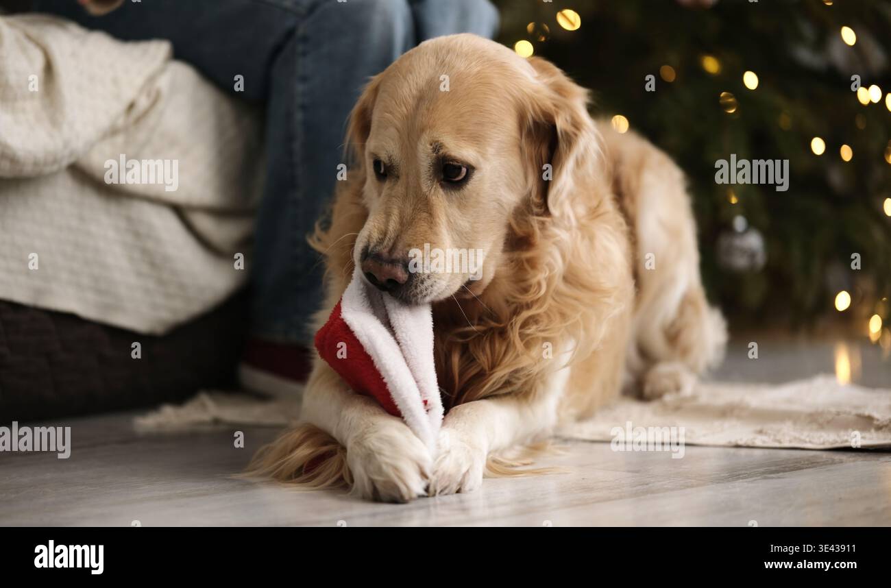 Happy Golden Retriever Dog Spielt Und Beißt Mit Santa Hat Stockfoto
