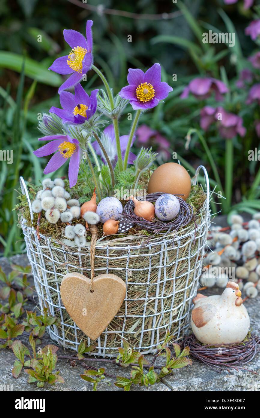 Violette Pasqueflower (pulsatilla vulgaris) in einem Korb mit Eiern, Zwiebelset und Weidenkatzen Stockfoto