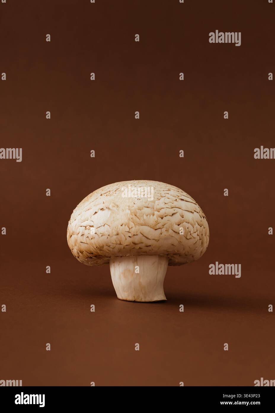 Frischer Champignonpilz auf braunem Hintergrund. Minimales Lebensmittelkonzept. Trendige Bio-Küche. Rohe Pilzästhetidee. Stockfoto