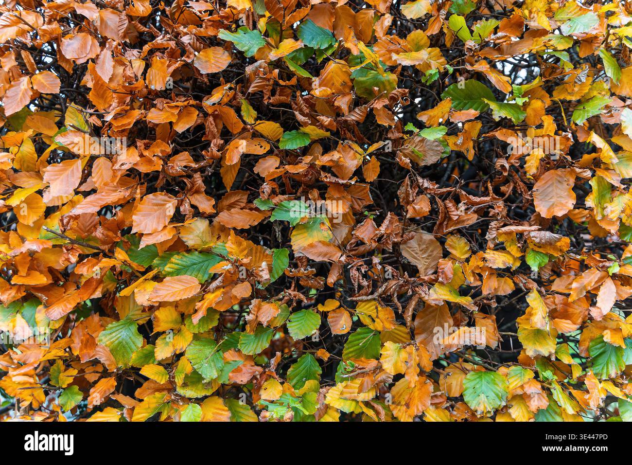 Nahaufnahme der Herbstblätter mit einer Mischung aus Orange und Grün. Saisonale Textur, ideal für Hintergründe und Design Stockfoto