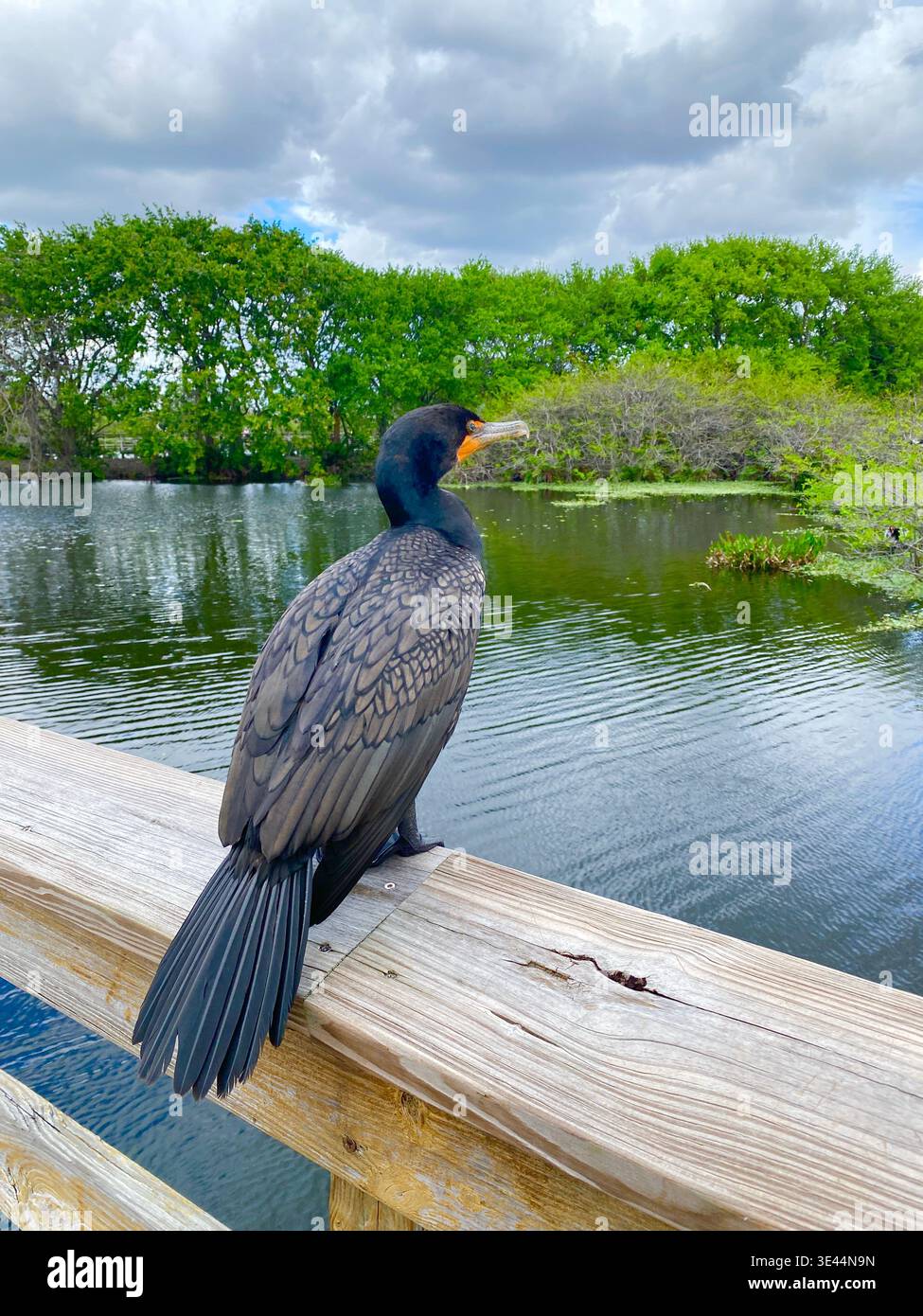 Ein Kormoran mit Blick auf das Wasser in den Wakodahatchee Wetlands in Delray, Palm Beach County, Florida. - Smartphone-aufgenommenes Stockfoto