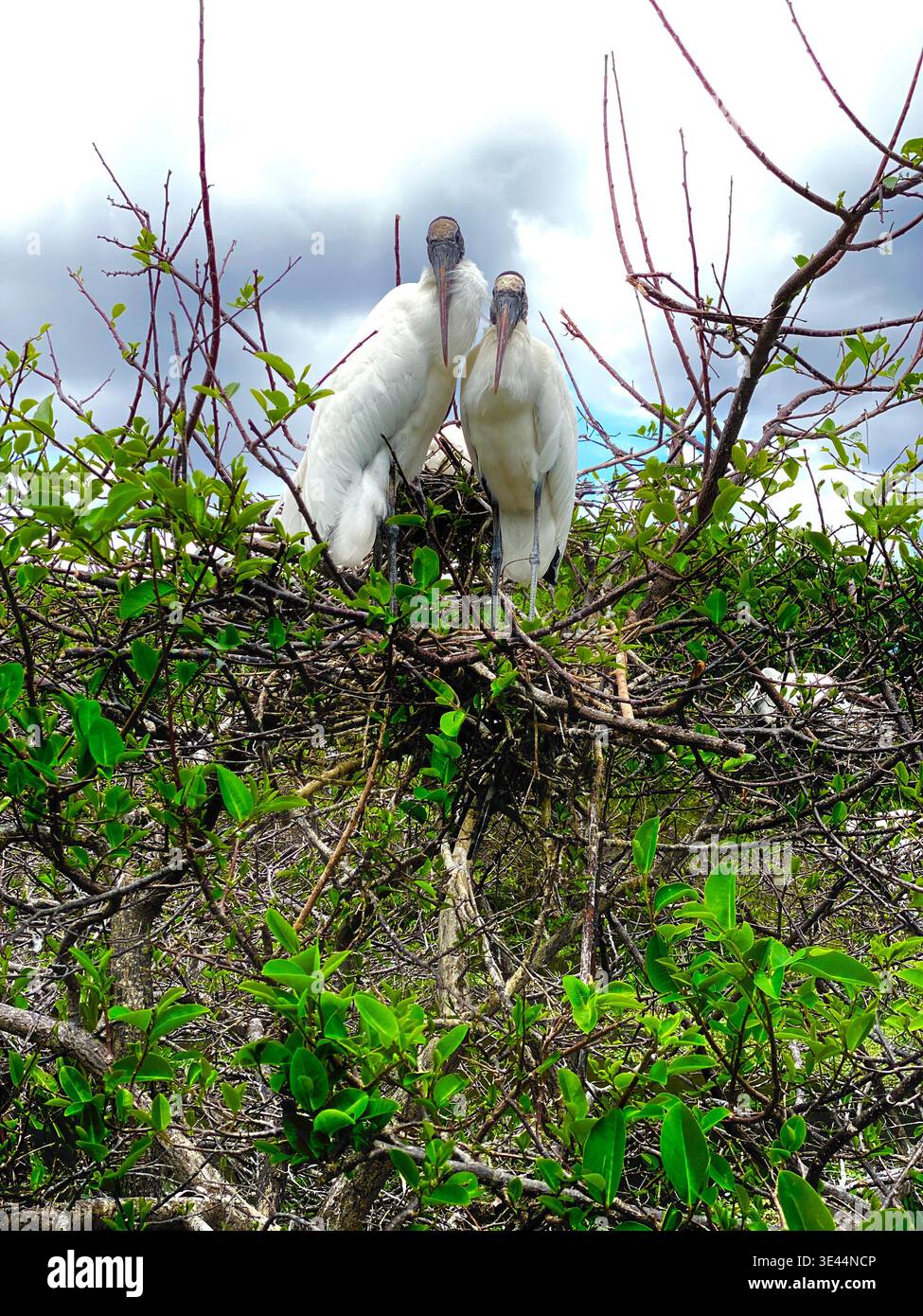 Zwei Holzstörche nisten in Wakodahatchee Wetlands, Palm Beach County, Florida. Stockfoto