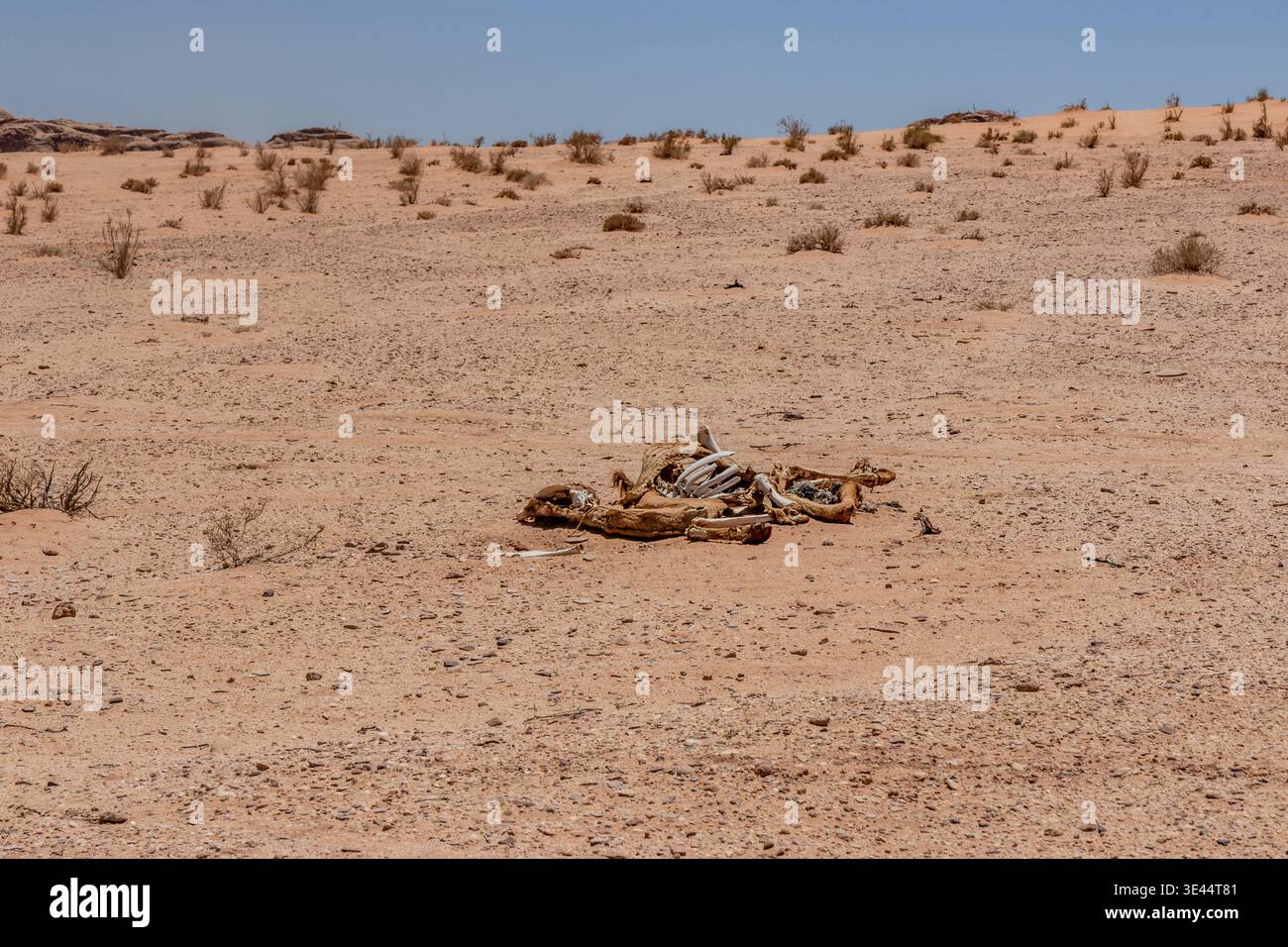 Kamelkadaver in der Wüste Wadi Rum, Jordanien Stockfoto