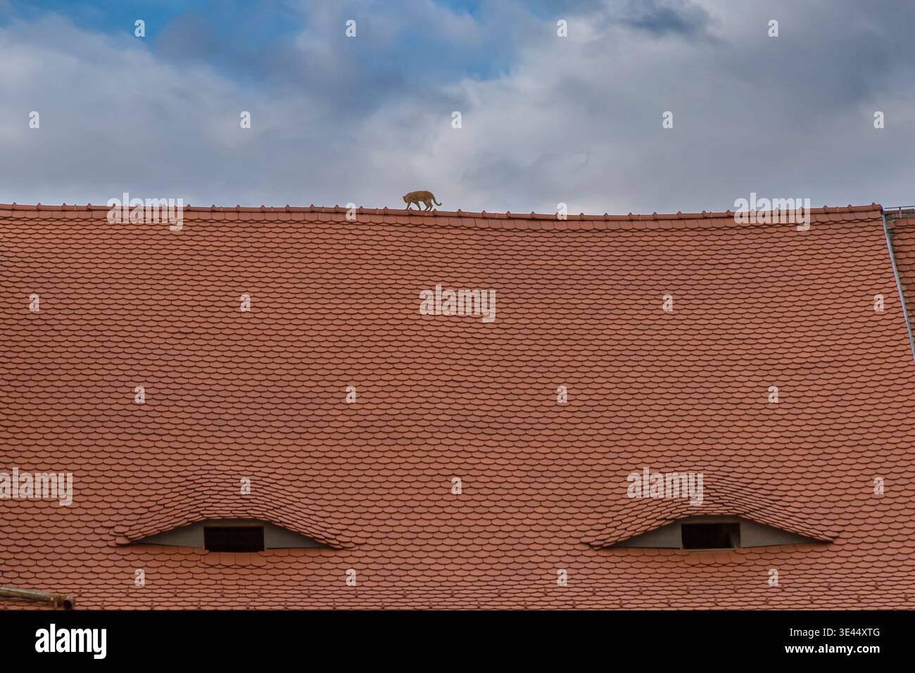 Katze, die auf dem Kamm eines Terrakotta-Ziegeldaches mit augenförmigen Ausbuchtungen in Sibiu, Rumänien, spaziert Stockfoto
