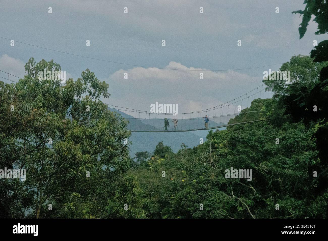 Überqueren Sie eine Baldachin-Brücke im Nyungwe-Nationalpark, Ruanda Stockfoto