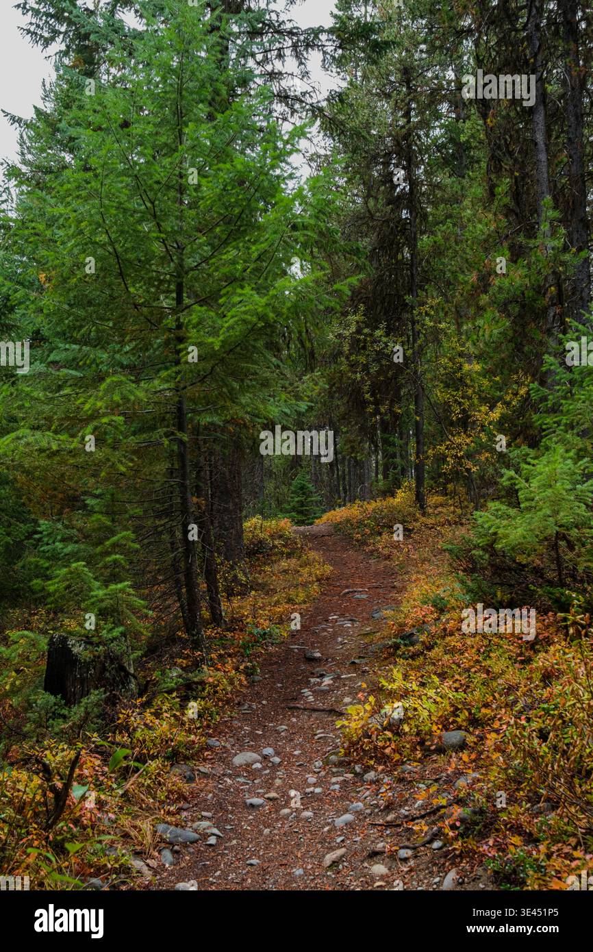 Schöner Abschnitt des Wanderweges im Herbst. Lois Creek Trails in der Nähe von Kimberley, BC, Kanada. Regen sättigt die Farben des Herbstblatts. Stockfoto