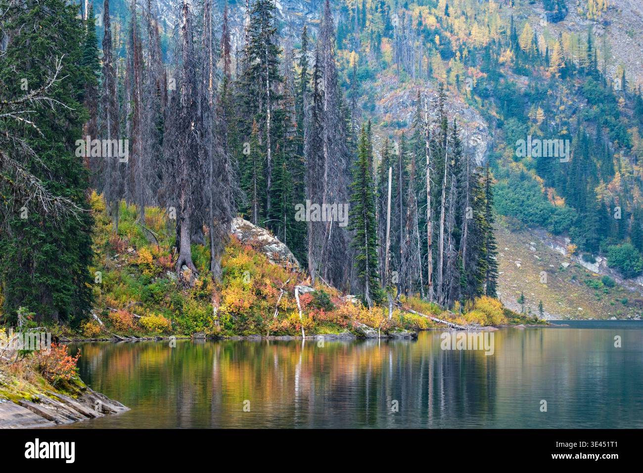 Herbst am Hourglass Lake in der Nähe von Kimberley, BC. Buntes Herbstlaub an Sträuchern und Baumstämme in der Nähe des Seeufers spiegeln sich im ruhigen See wider. Stockfoto
