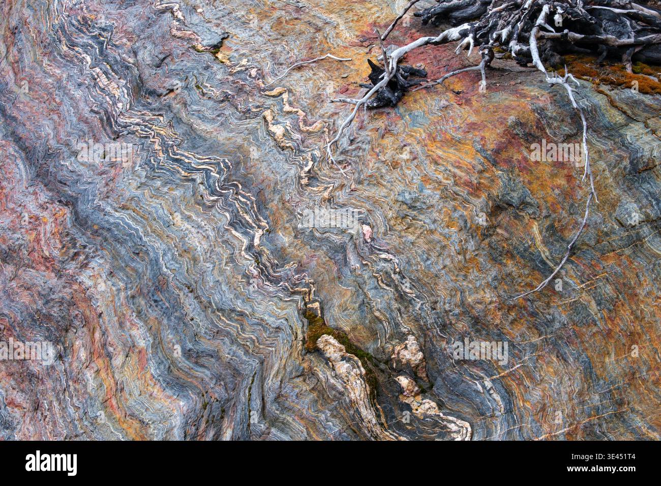 Abstrakt: Die exponierte, farbenfrohe Felswände entlang des Sanduhr Lake Trail, BC, zeigen schmale, zerknitterte Schichten in einer Vielzahl von Farben. Nahe Roots Cross Rock. Stockfoto