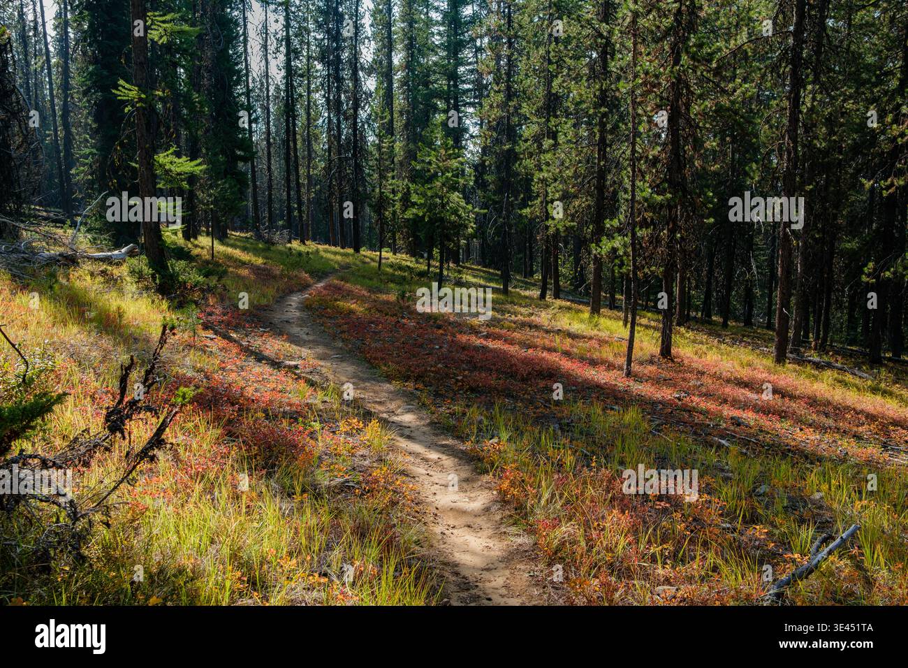 Der Wanderweg schlängelt sich im Herbst durch einen wunderschönen Nadelwald in der Nähe des Kimberley Alpine Resorts. Stockfoto