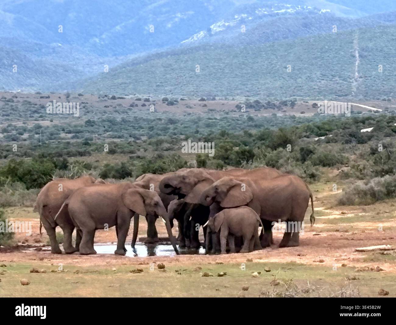Elefantenherde mit Baby im Waterhole Addo Nationalpark Südafrika - Smartphone-aufgenommenes Stockfoto